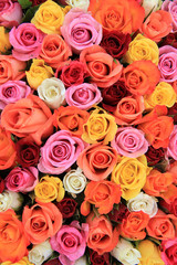 Multicolored wedding roses