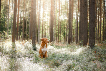 Dog Nova Scotia Duck Tolling Retriever