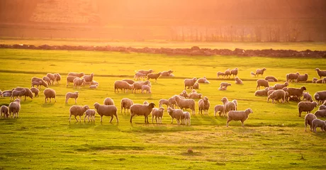 Fotobehang Schaap Flock of sheep at sunset