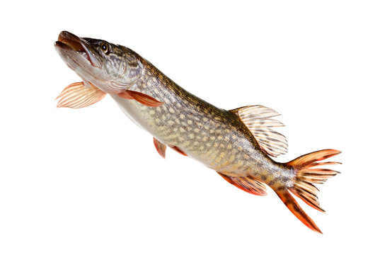 Pike fish on a white background