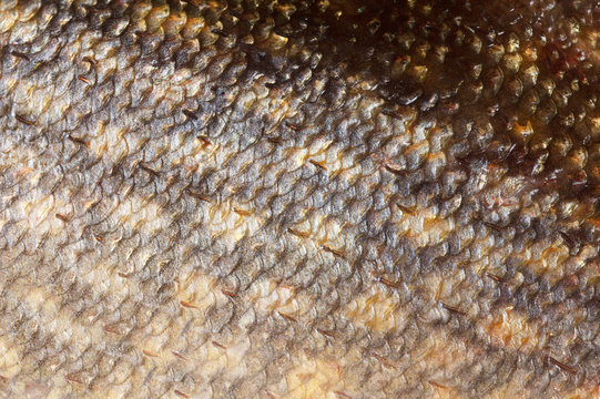 Pike fish shining scales background texture