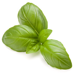 Sweet basil herb leaves isolated on white background closeup