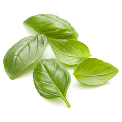 Sweet basil herb leaves handful isolated on white background clo