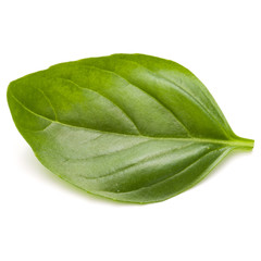 Sweet basil herb leaves isolated on white background closeup