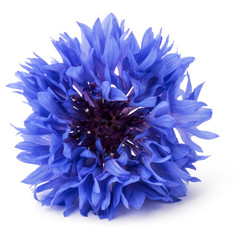 Blue Cornflower Herb or bachelor button flower head isolated on