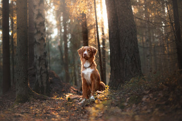 Dog Nova Scotia Duck Tolling Retriever