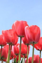 Pink tulips