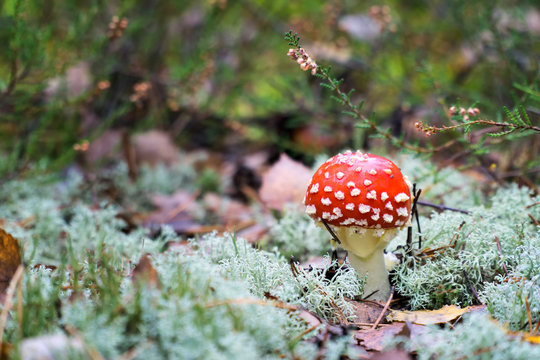 Amanita muscaria (fly agaric, fly amanita, toadstool) in autumn forest