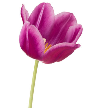 lilac tulip flower head isolated on white background