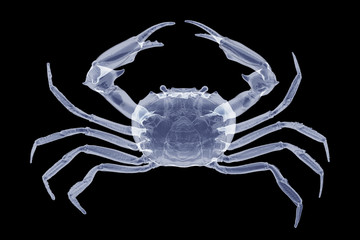 X-ray crab isolated