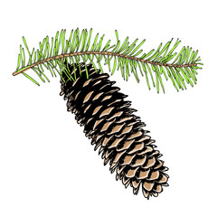 Watercolor painted and hand drawn inked conifer, pinecone, pine, spruce, cedar, Design for Christmas. Imitation. Christmas handmade fir cone.