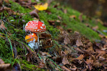 Amanita muscaria in a forest of beeches