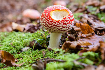Amanita muscaria in a forest of beeches