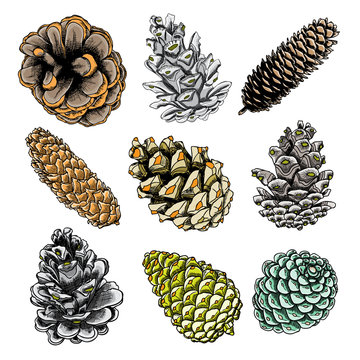 Set of watercolor painted and hand drawn inked drawing of pine cones. Collection of Christmas hand drawn fir cones. Cones of various trees cedars, firs, hemlocks, larches, pines and spruces.