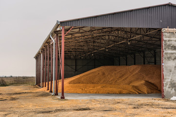 Pile of organic corn after harvest at grain tank