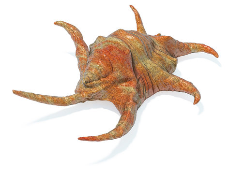 Harpago Chiragra