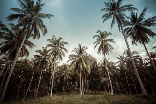 Branches of coconut palms under blue sky - vintage retro style