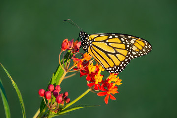 Fototapeta premium Newly emerged Monarch butterfly (Danaus plexippus) on tropical milkweed flowers. Natural green background with copy space.