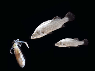 Perch fishing lure,gamefish concept,barramundi, silver perch, white perch