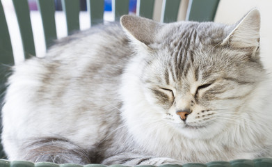 beautiful kitten in the garden, silver color