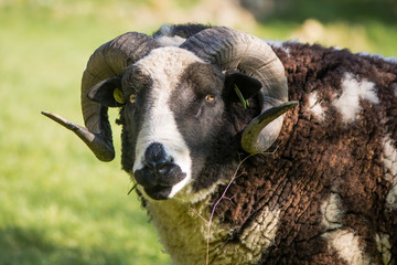 Two horn pedigree Jacob sheep ram head on. Rare brown and white piebald sheep, kept as ornamental...