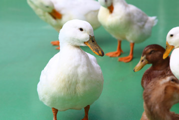 White ducks
