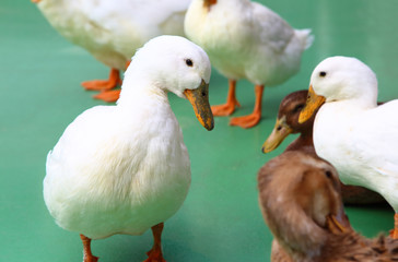 White ducks