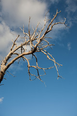 Dead tree branches against blue sky