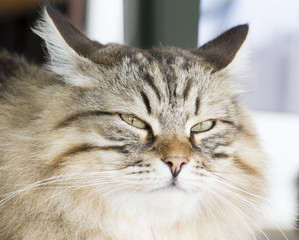 brown siberian cat foreground