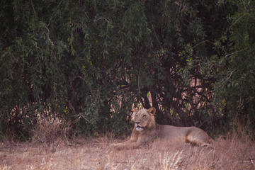 uncrowned lion in Samburu National Park in Kenya