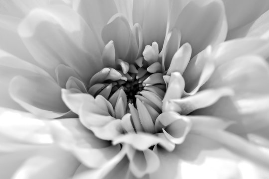 Chrysanthemum 