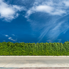 Green hedge fence