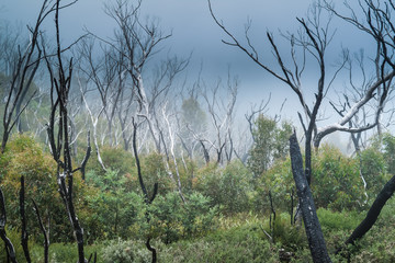 Australian Gum Trees
