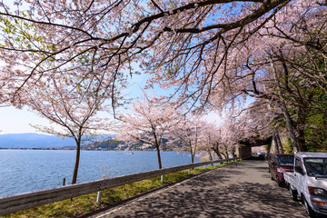 滋賀　海津大崎の桜