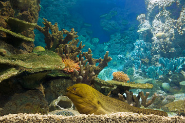 Coral reef, moray eel lays.