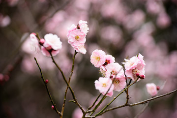 梅の花