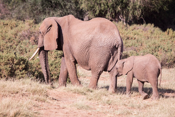 Fototapeta premium family of elephants in Masai Mara Kenya