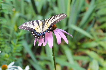 Butterfly on a Flower