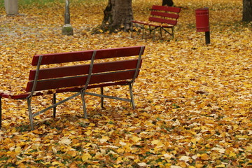 Parco autunnale con panche