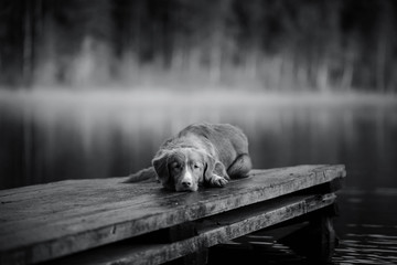 Dog Nova Scotia Duck Tolling Retriever