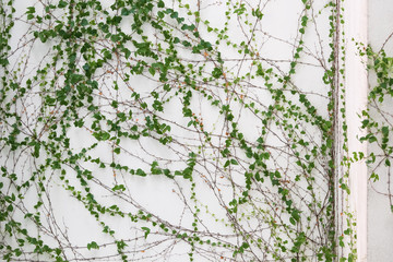 ivy leaves isolated on a white background