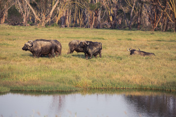 Naklejka na ściany i meble buffalo in lake nakuru national park in Kenya Africa