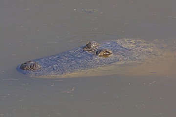 Alligator floating in a Wetland Pond