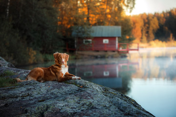Dog Nova Scotia Duck Tolling Retriever