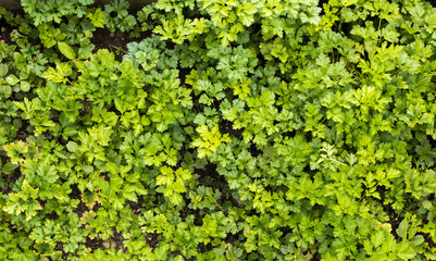 Obraz premium Fundo verde com salsa.