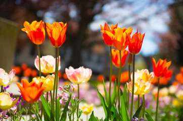Red tulips against of sun light