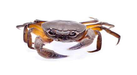 fiddler crab isolated on white background