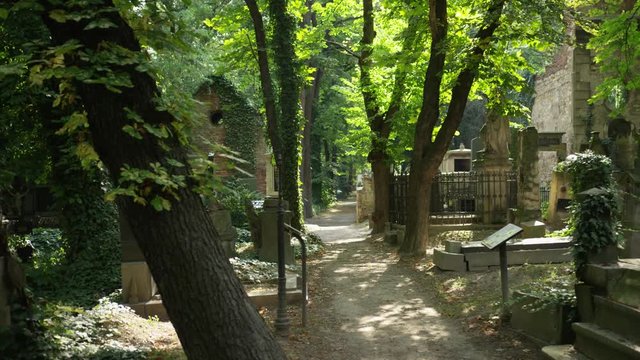Crossing a lane in the Olsany Cemetery in Prague, Czech Republic.  Sun covered leaves overhead. 4k.