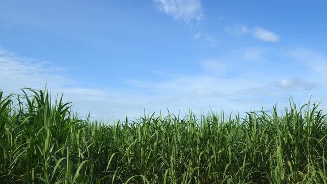 Cornfield with blue sky in sunshine day 4k uhd 25fps