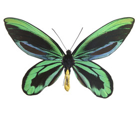 Obraz premium アレキサンドラトリバネアゲハ